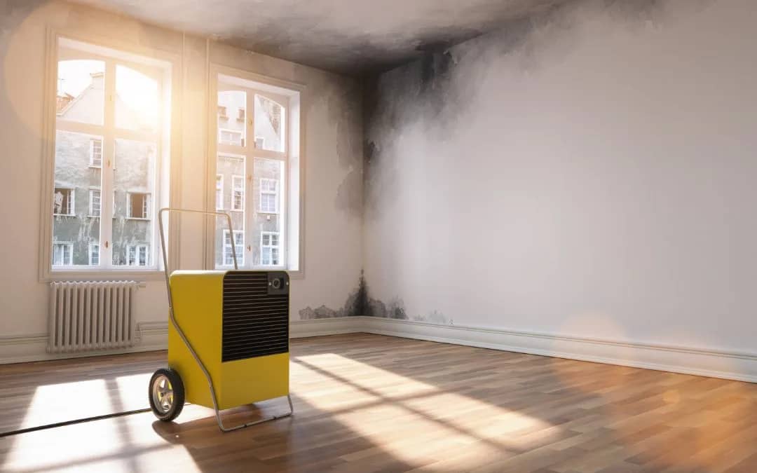 black mold around windows and doors