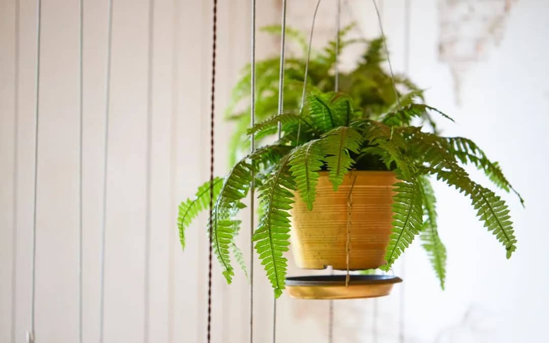 Best Plants for Sunrooms2