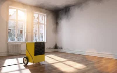 Everything You Need to Know About Black Mold Around Windows And Doors