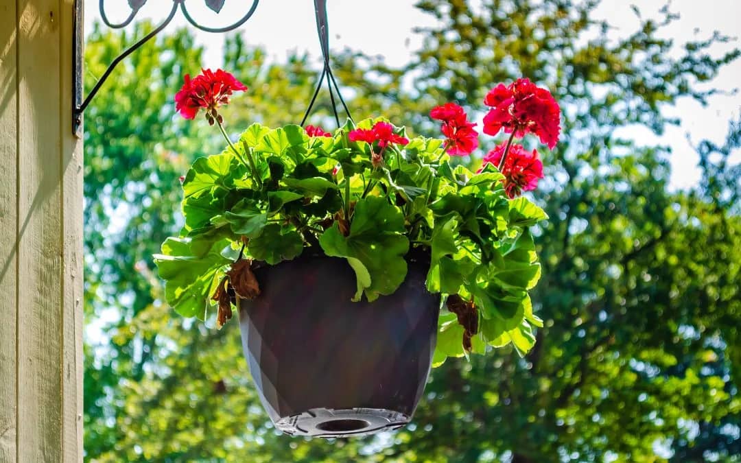 How to Hang Planters Outside Your Windows A Guide to Enhancing Your View5
