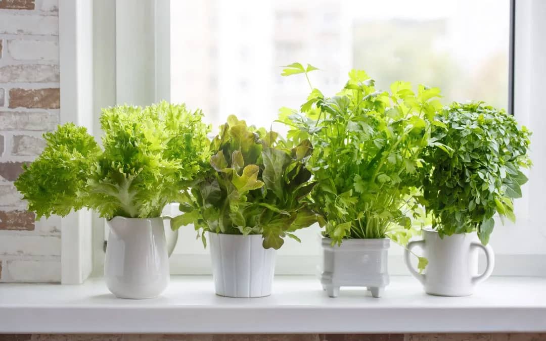Transforming Your Sunroom into a Green Thumb Haven Gardening Ideas1